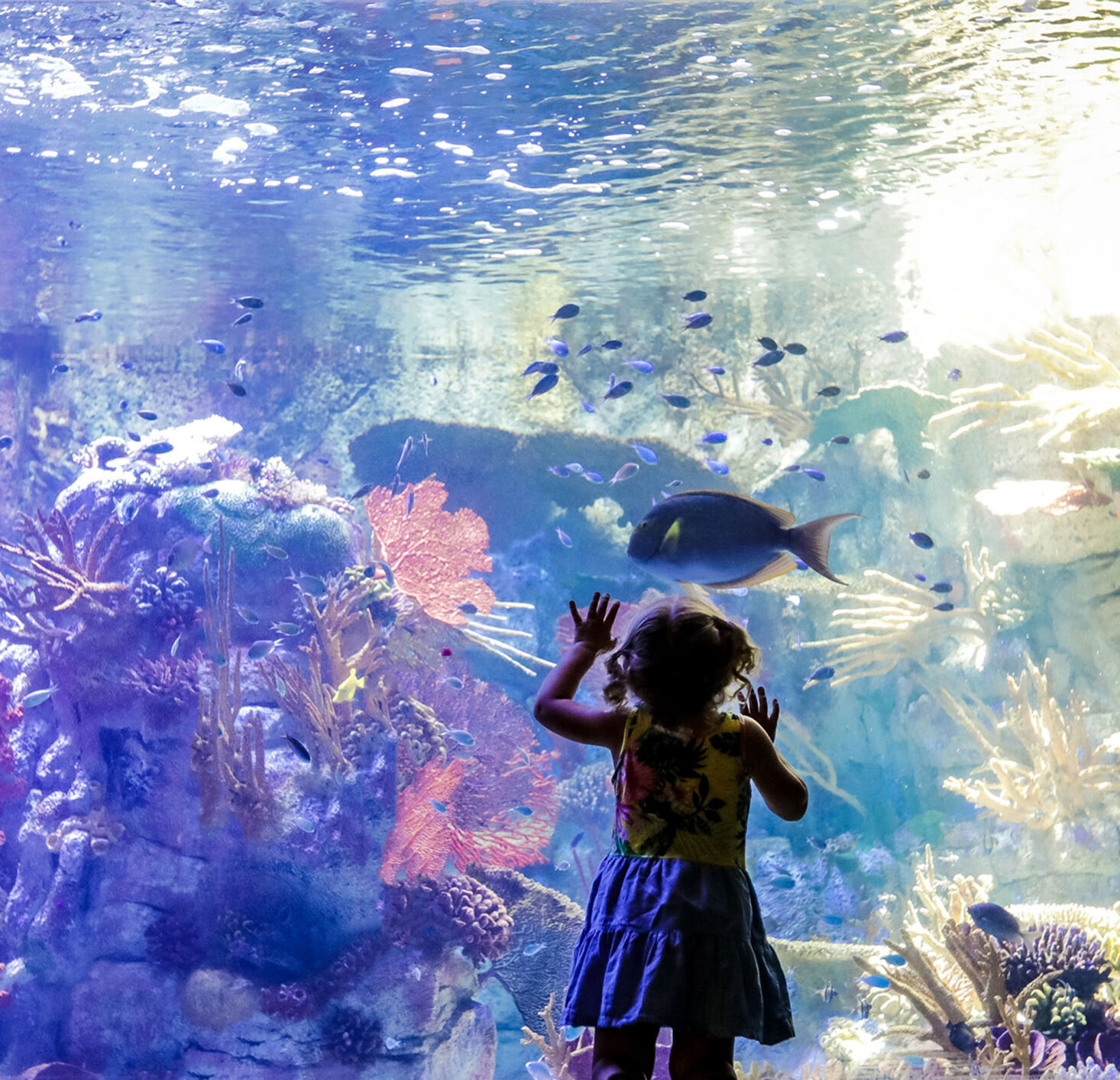 Birch Aquarium
